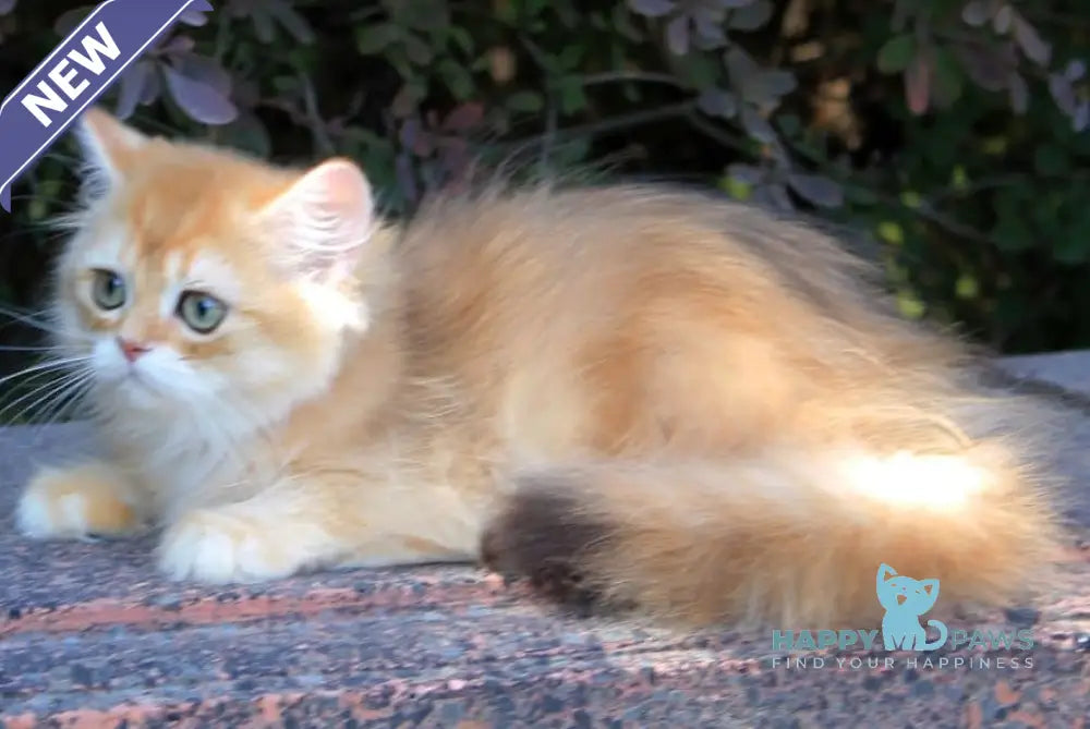 Lionis British Longhair male black golden chinchilla live animals
