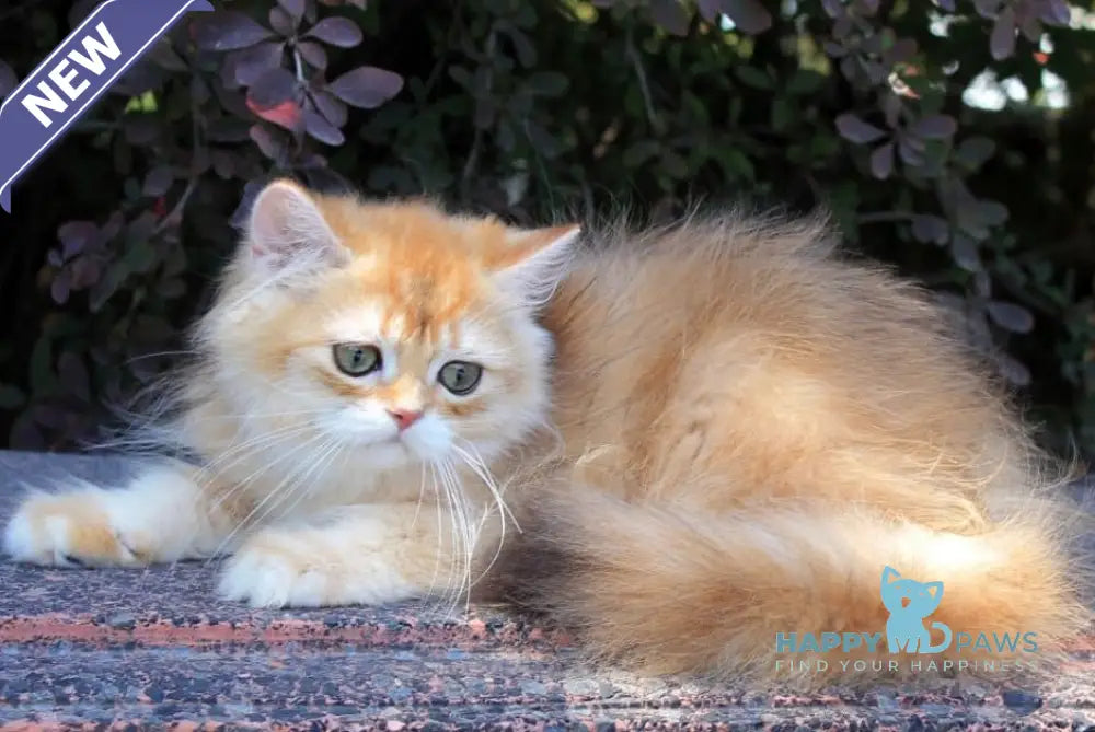 Lionis British Longhair male black golden chinchilla live animals
