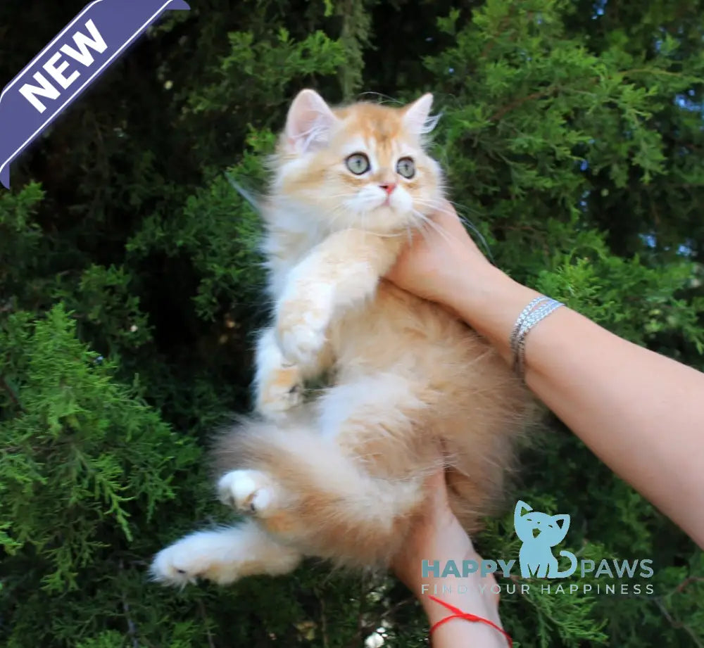 Lionis British Longhair male black golden chinchilla live animals