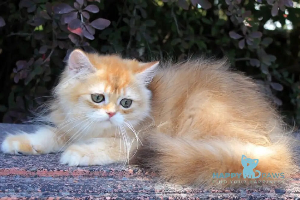 Lionis British Longhair male black golden chinchilla live animals