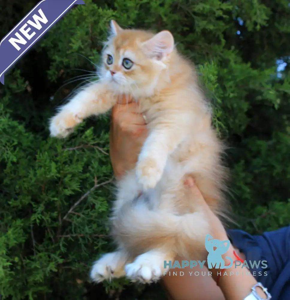 Lionis British Longhair male black golden chinchilla live animals