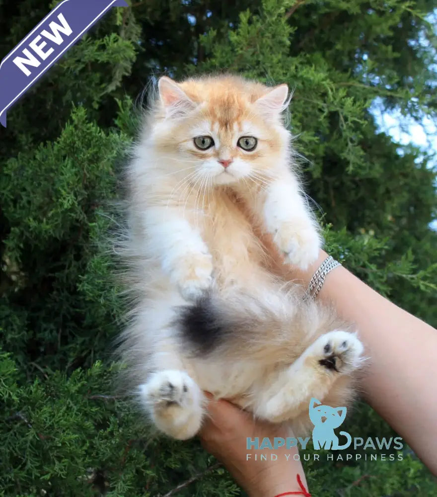 Lionis British Longhair male black golden chinchilla live animals
