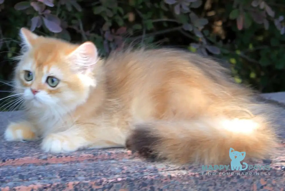 Lionis British Longhair male black golden chinchilla live animals