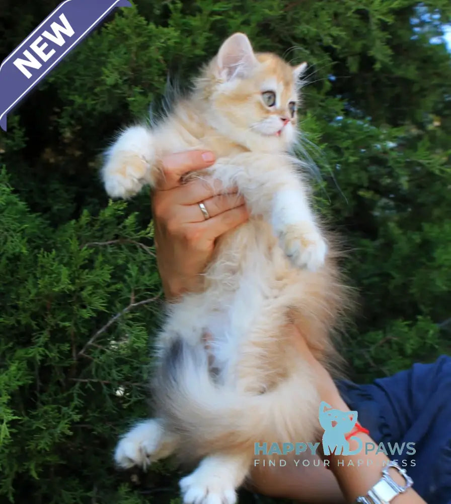 Lionis British Longhair male black golden chinchilla live animals