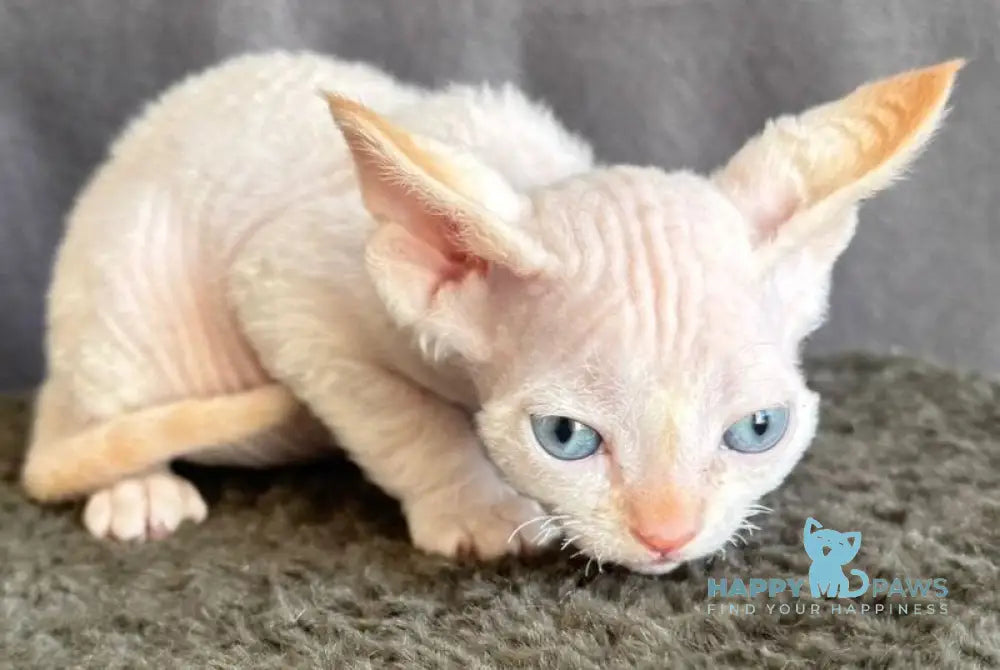 Liora Devon Rex female red pointed - live animals