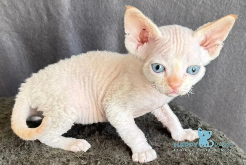 Liora Devon Rex female red pointed - live animals