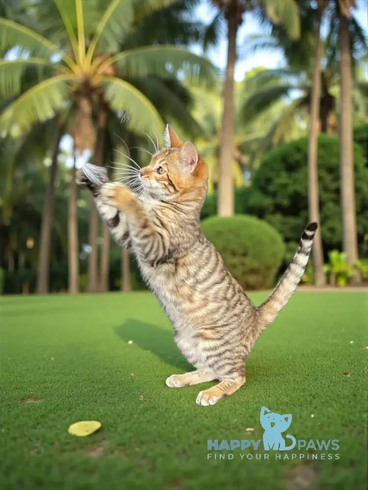 Liora-Kai Toyger female black tabby live animals