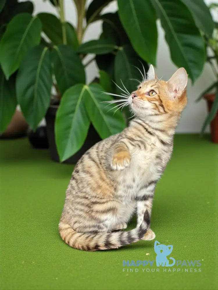 Liora-Kai Toyger female black tabby live animals