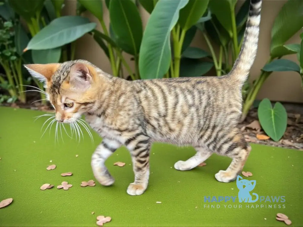 Liora-Kai Toyger female black tabby live animals