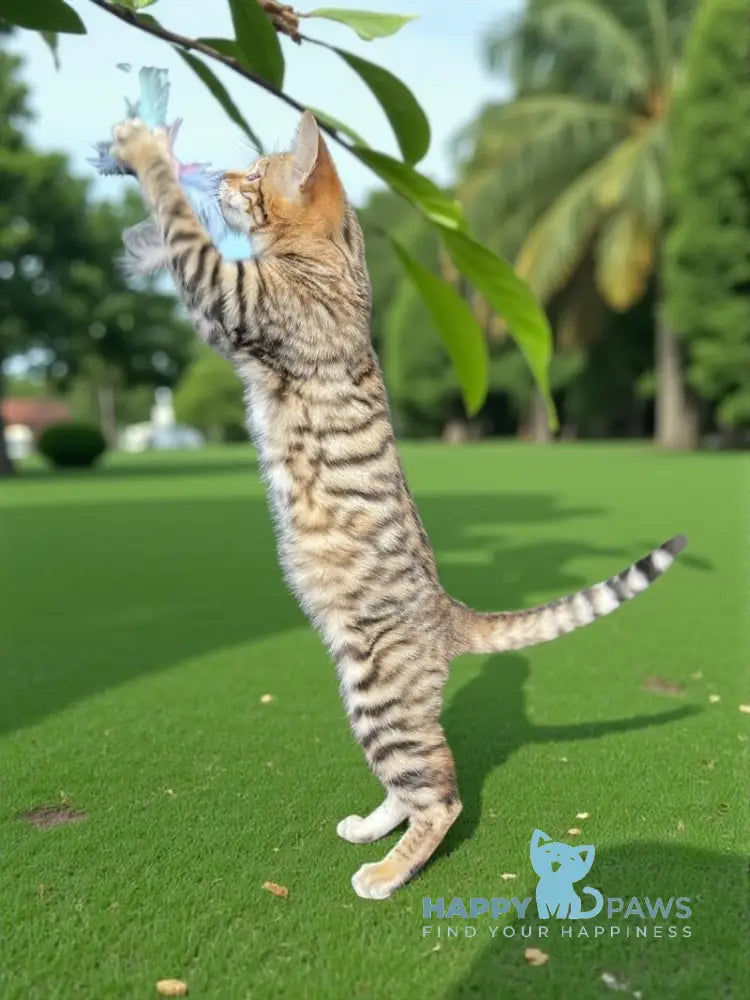 Liora-Kai Toyger female black tabby live animals