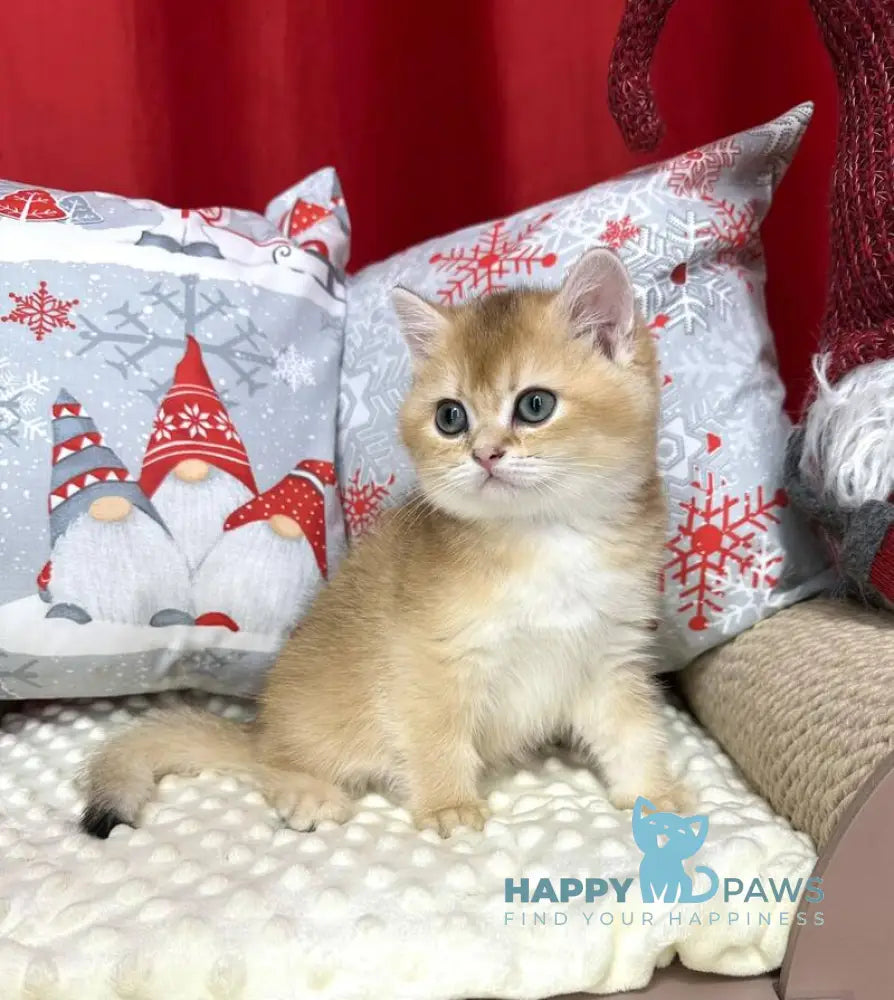 Lira British Shorthair female black golden shaded live animals