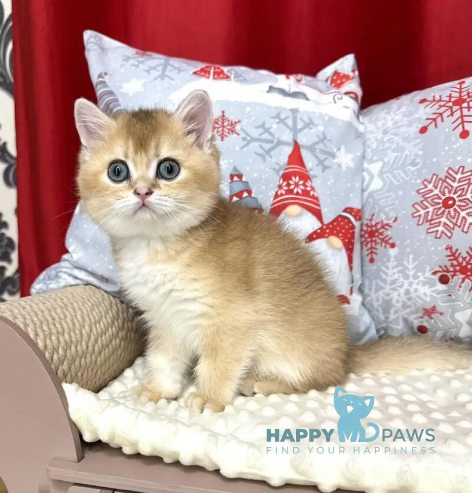 Lira British Shorthair female black golden shaded live animals