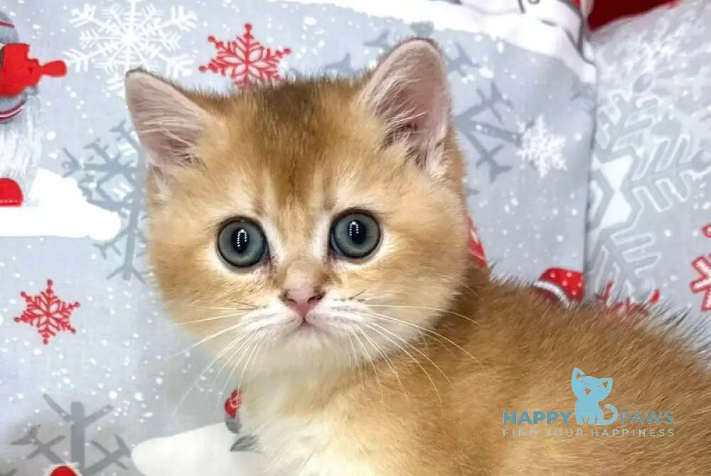 Lira British Shorthair female black golden shaded live animals