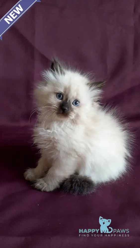 Liron Siberian male seal pointed live animals