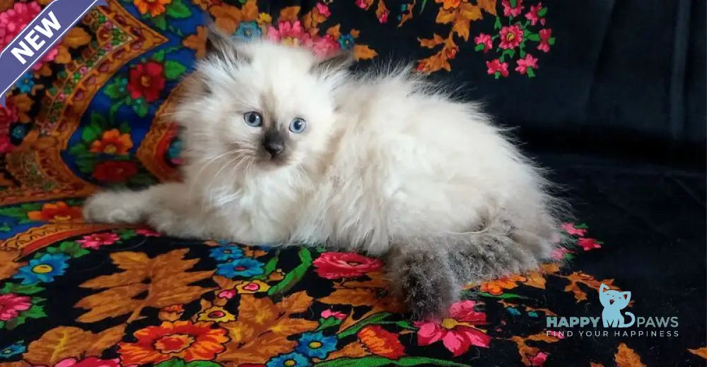 Liron Siberian male seal pointed live animals