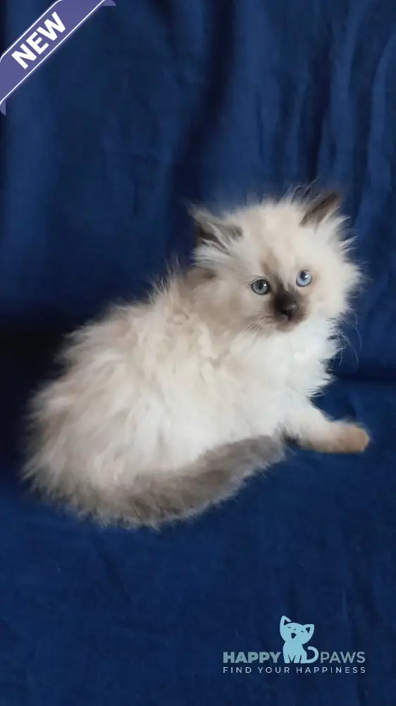 Liron Siberian male seal pointed live animals