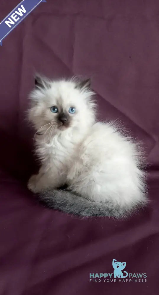 Liron Siberian male seal pointed live animals