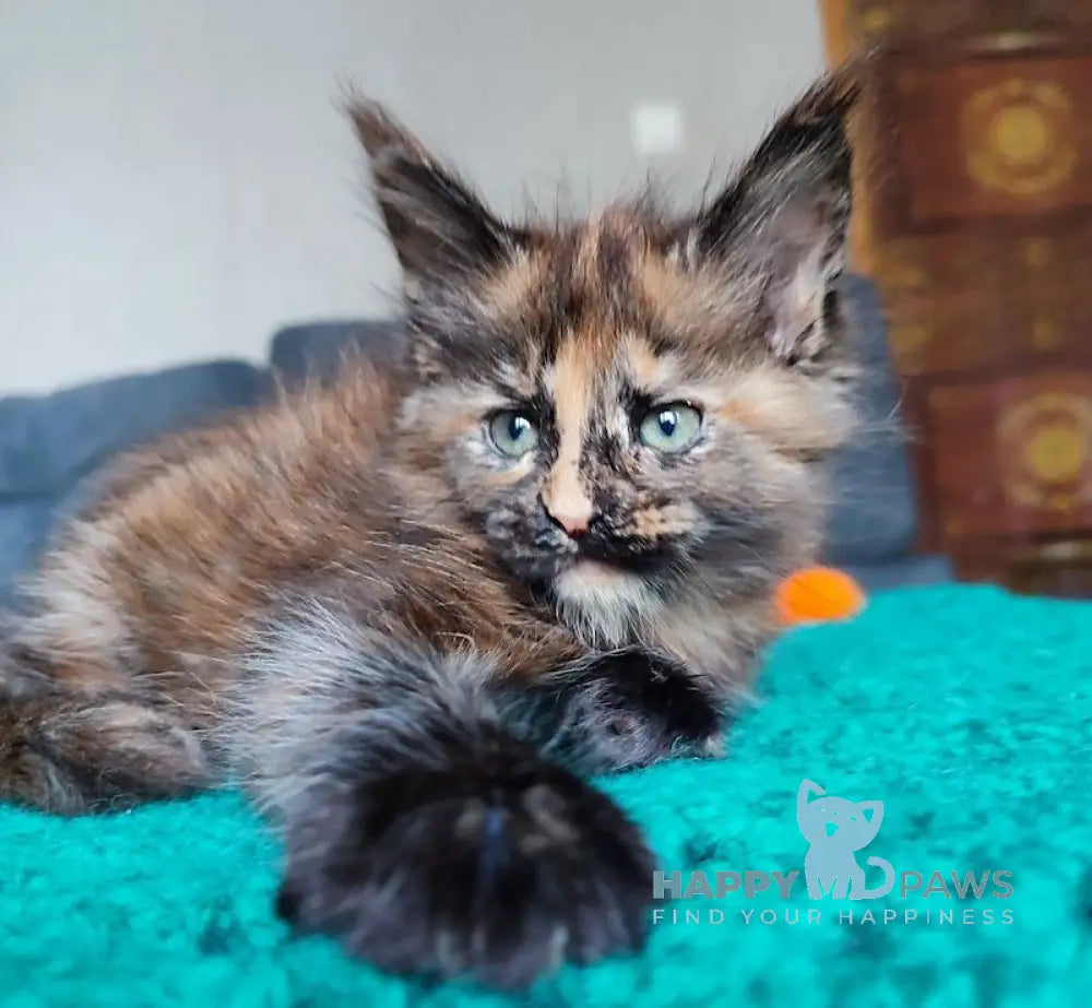 Lisa Maine Coon Female Black Tortie Tabby Live Animals