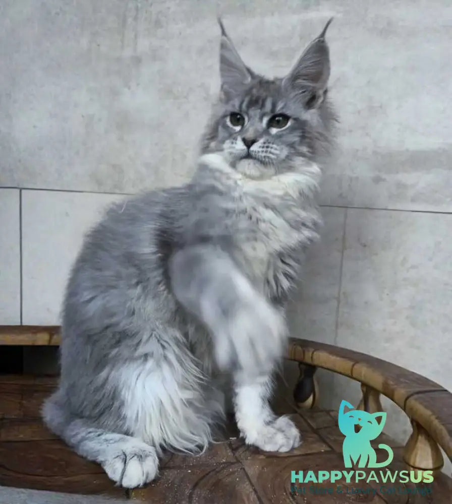 Lisa Maine Coon female blue silver ticked tabby - live animals