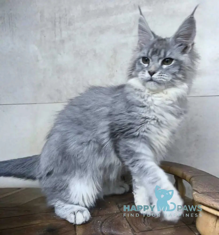Lisa Maine Coon female blue silver ticked tabby - live animals