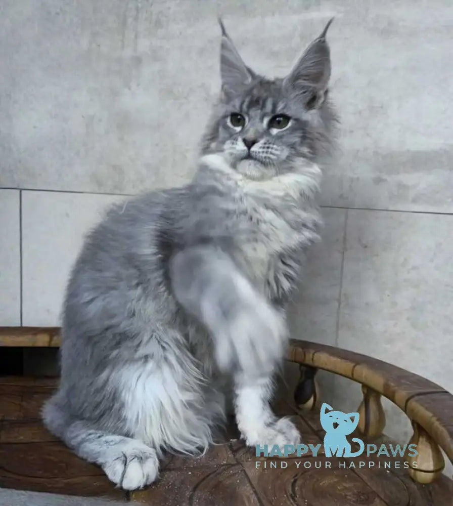 Lisa Maine Coon female blue silver ticked tabby - live animals