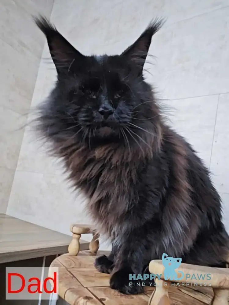 Lisa Maine Coon female blue silver ticked tabby - live animals