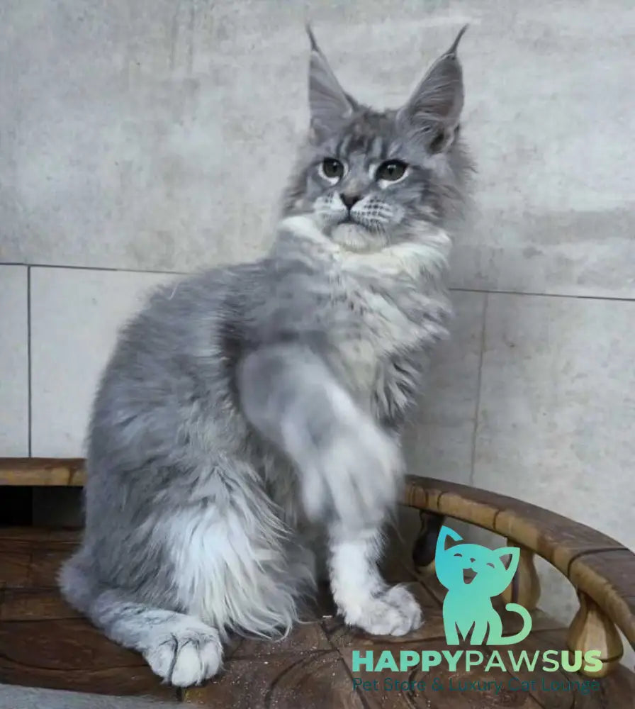 Lisa Maine Coon female blue silver ticked tabby - live animals