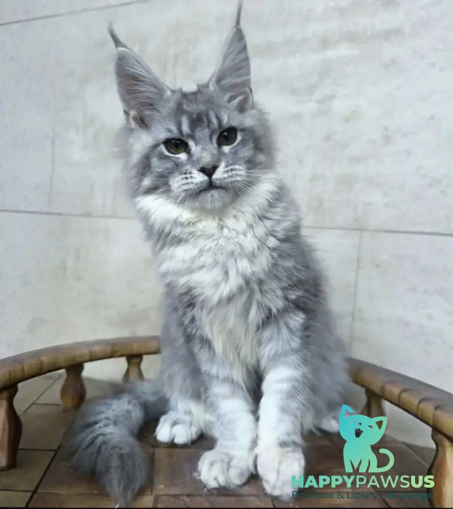 Lisa Maine Coon female blue silver ticked tabby - live animals