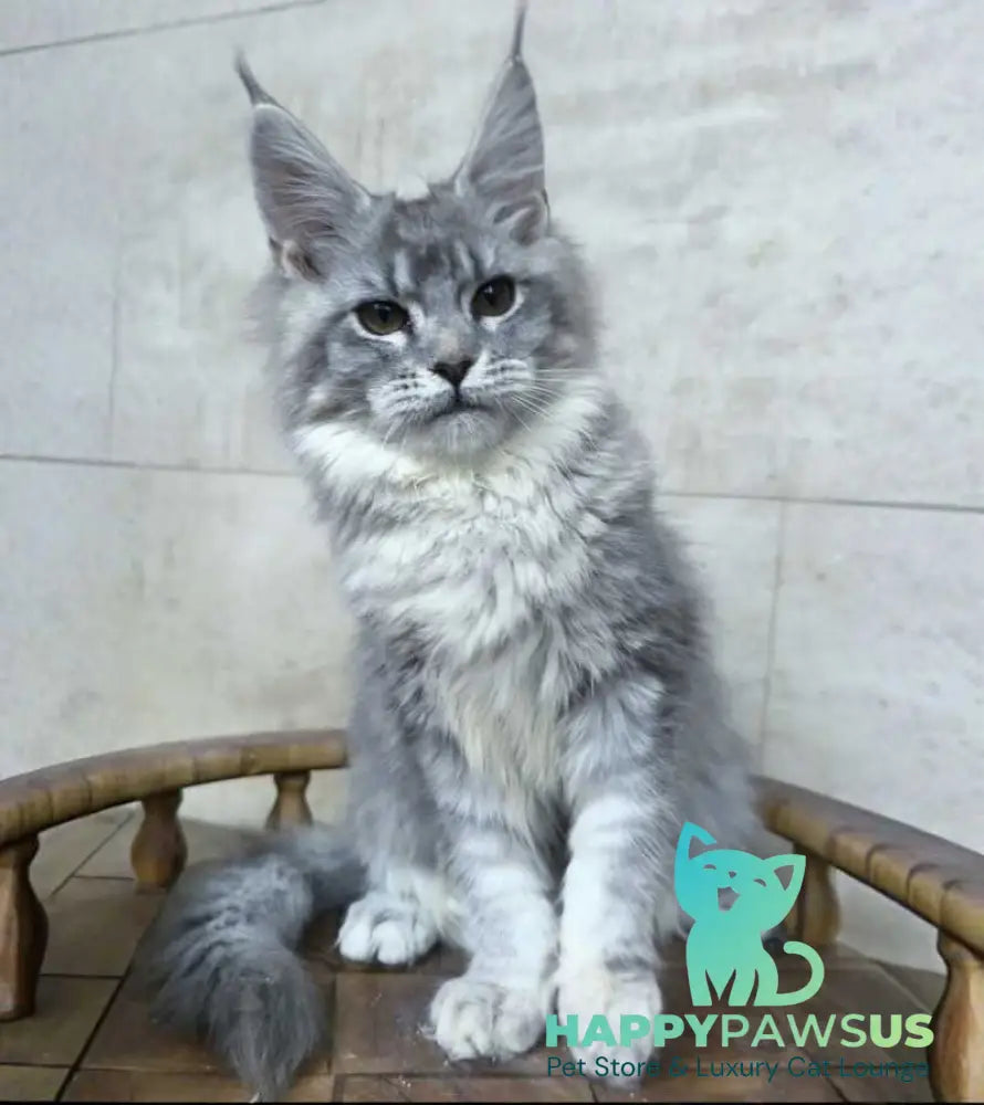 Lisa Maine Coon female blue silver ticked tabby - live animals