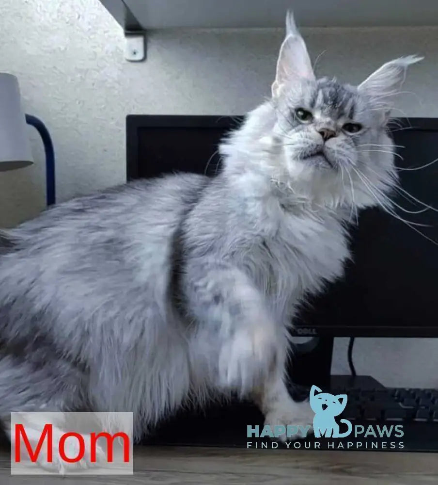 Lisa Maine Coon female blue silver ticked tabby - live animals