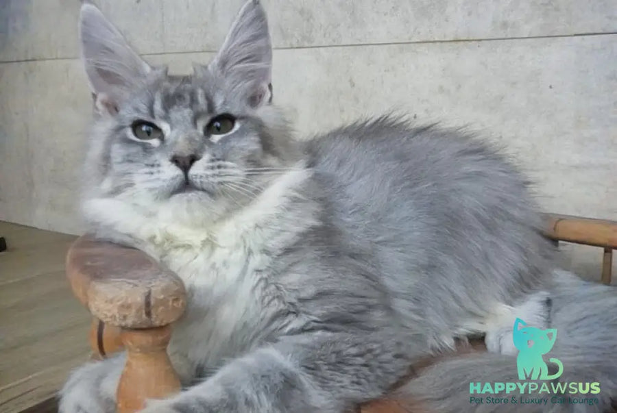 Lisa Maine Coon female blue silver ticked tabby - live animals