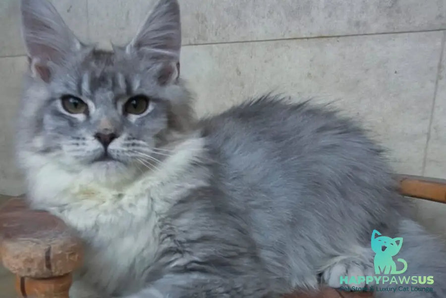 Lisa Maine Coon female blue silver ticked tabby - live animals