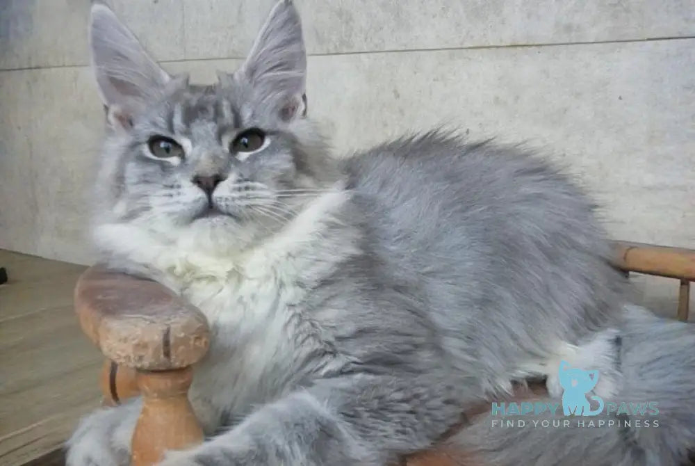 Lisa Maine Coon female blue silver ticked tabby - live animals