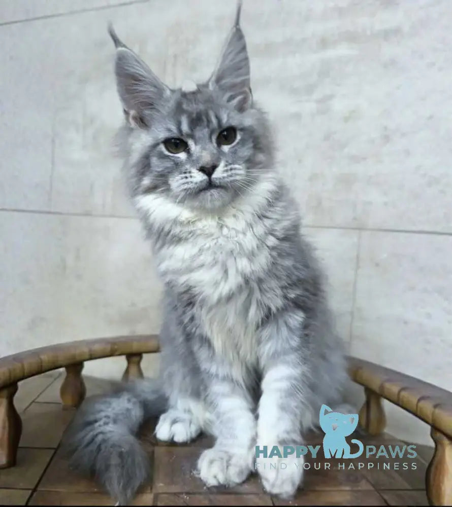 Lisa Maine Coon female blue silver ticked tabby - live animals