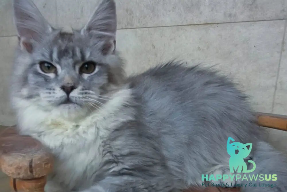 Lisa Maine Coon female blue silver ticked tabby - live animals