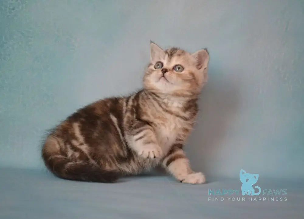 Lisa Scottish Straight female black tortie silver tabby live animals