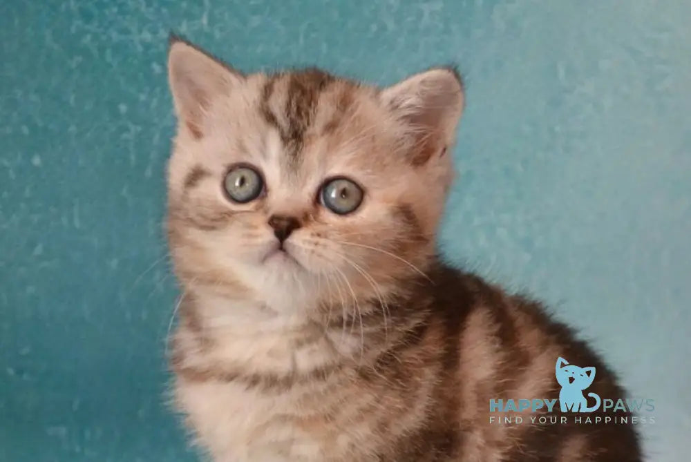 Lisa Scottish Straight female black tortie silver tabby live animals