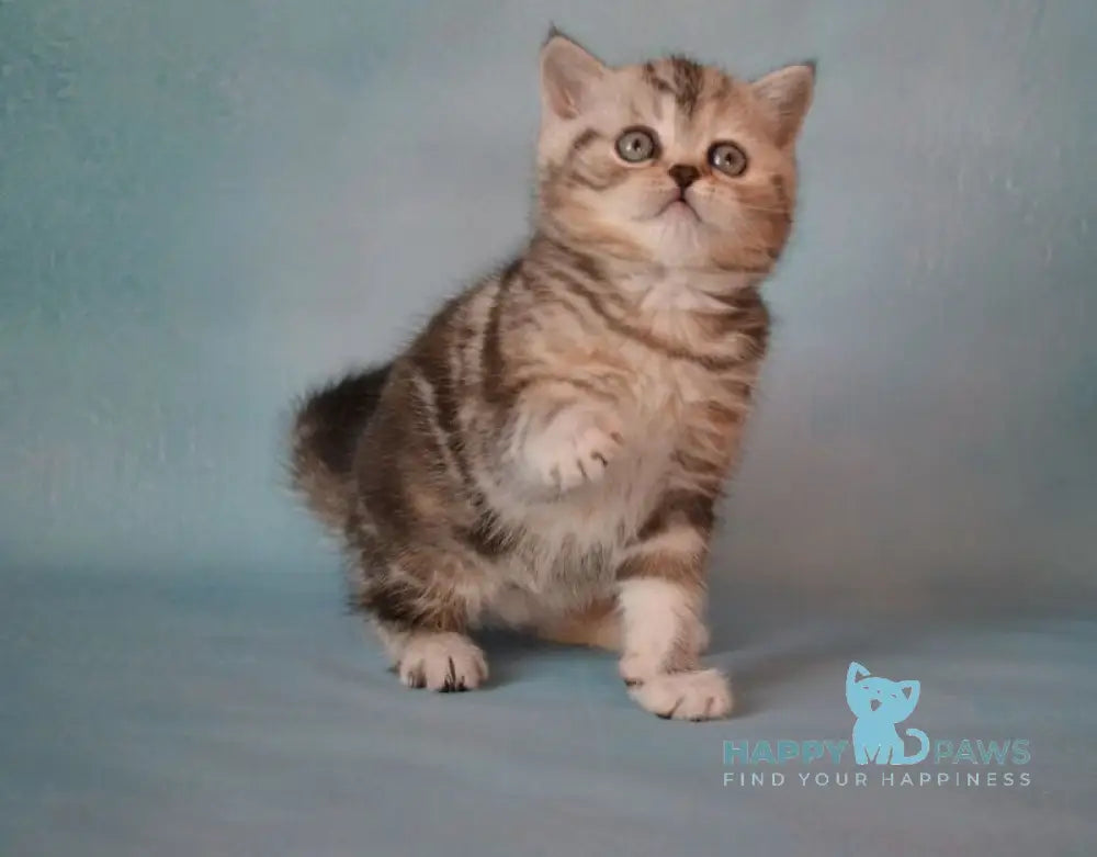 Lisa Scottish Straight female black tortie silver tabby live animals