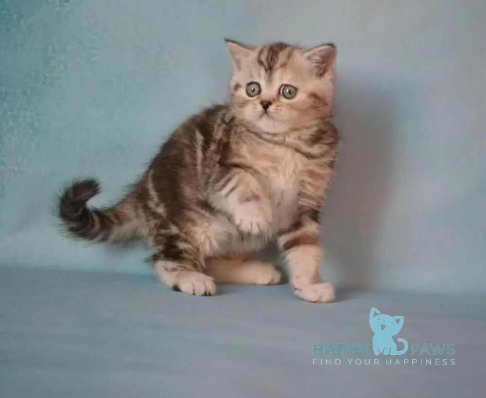 Lisa Scottish Straight female black tortie silver tabby live animals