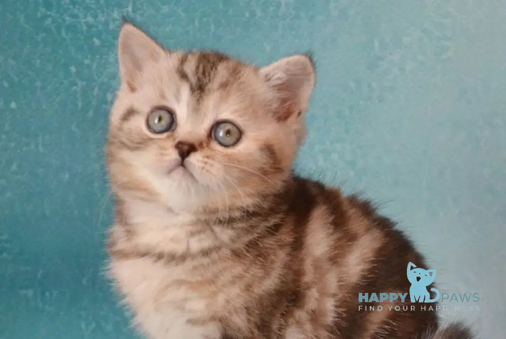 Lisa Scottish Straight female black tortie silver tabby live animals