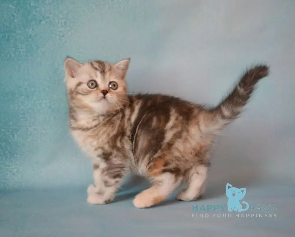 Lisa Scottish Straight female black tortie silver tabby live animals
