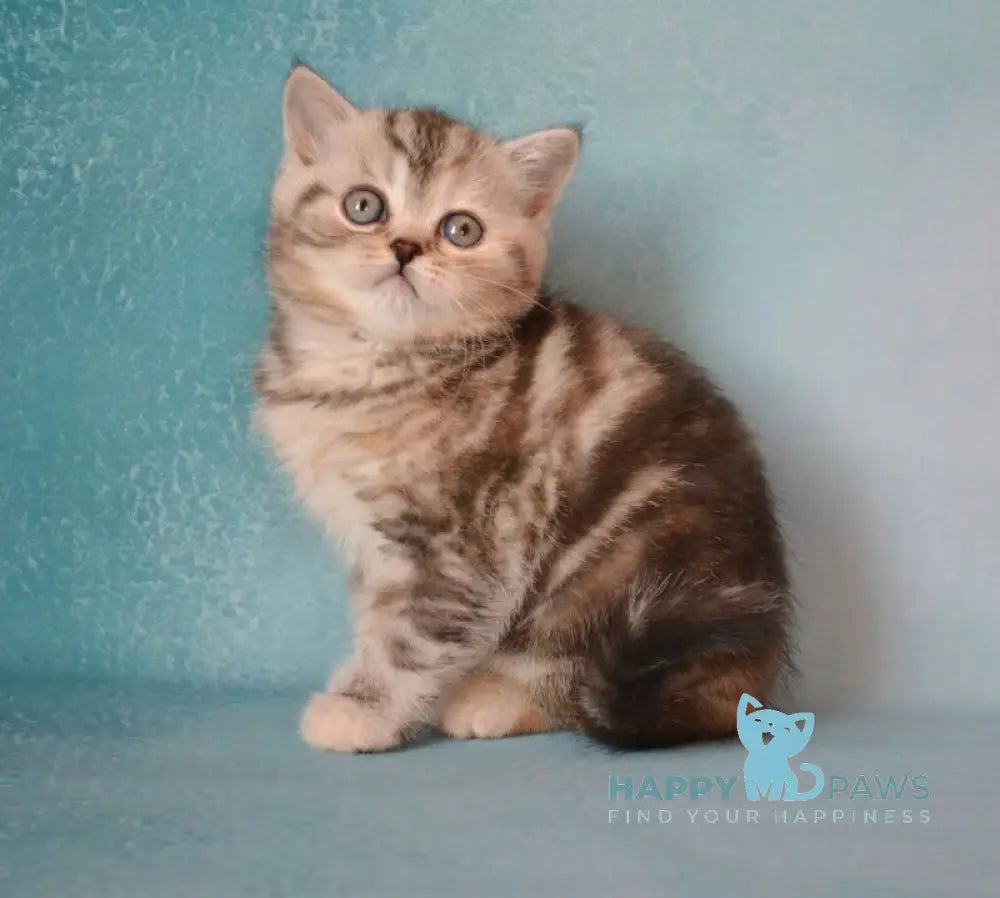 Lisa Scottish Straight female black tortie silver tabby live animals