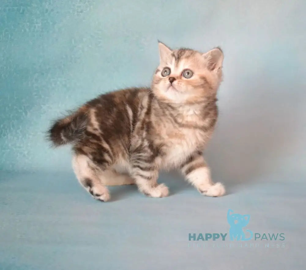 Lisa Scottish Straight female black tortie silver tabby live animals