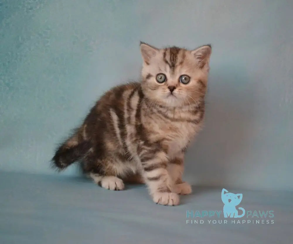 Lisa Scottish Straight female black tortie silver tabby live animals