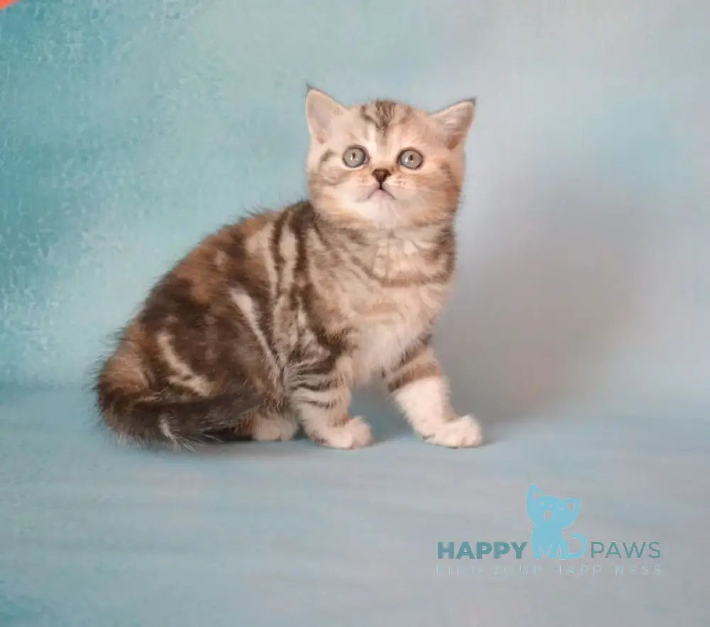 Lisa Scottish Straight female black tortie silver tabby live animals