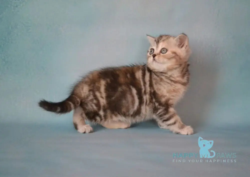 Lisa Scottish Straight female black tortie silver tabby live animals