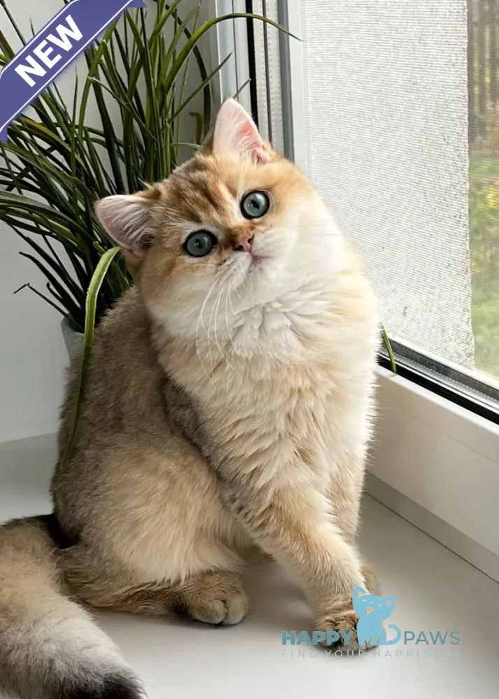 Lissa Scottish Straight female black golden shaded live animals