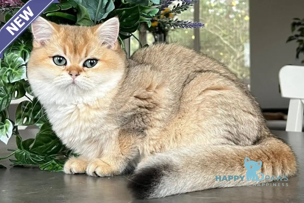 Lissa Scottish Straight female black golden shaded live animals