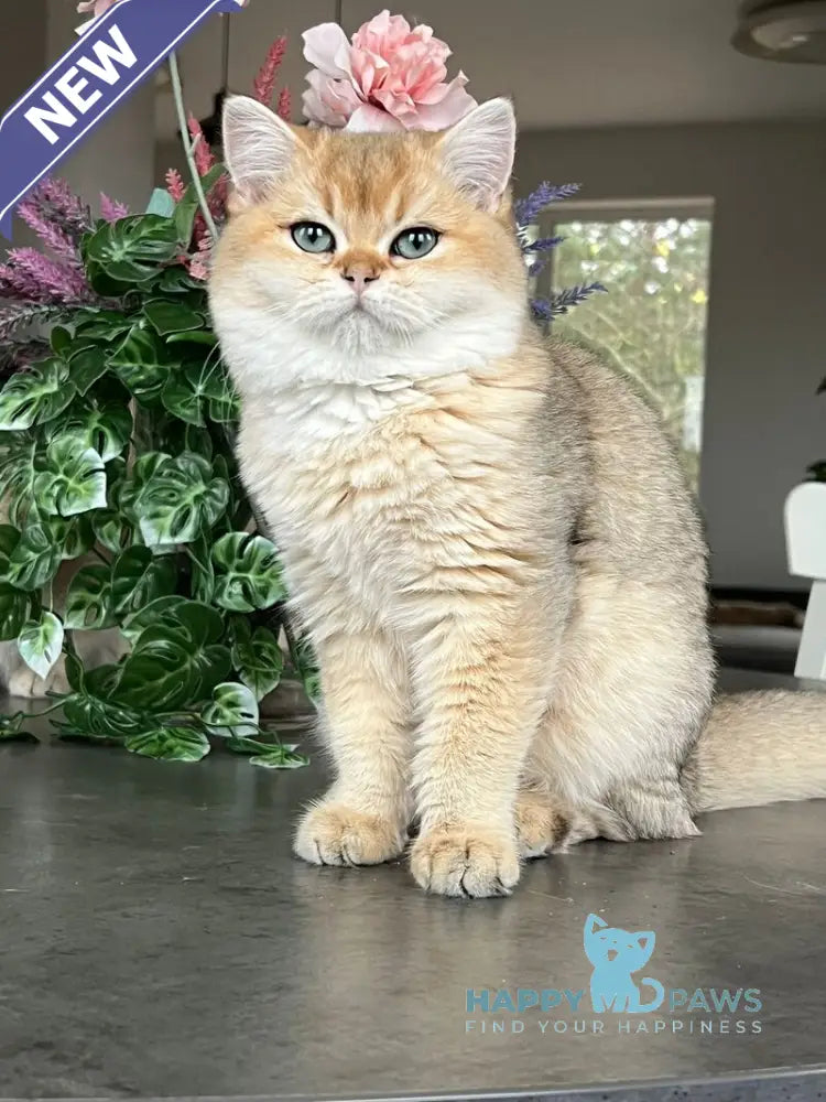 Lissa Scottish Straight female black golden shaded live animals