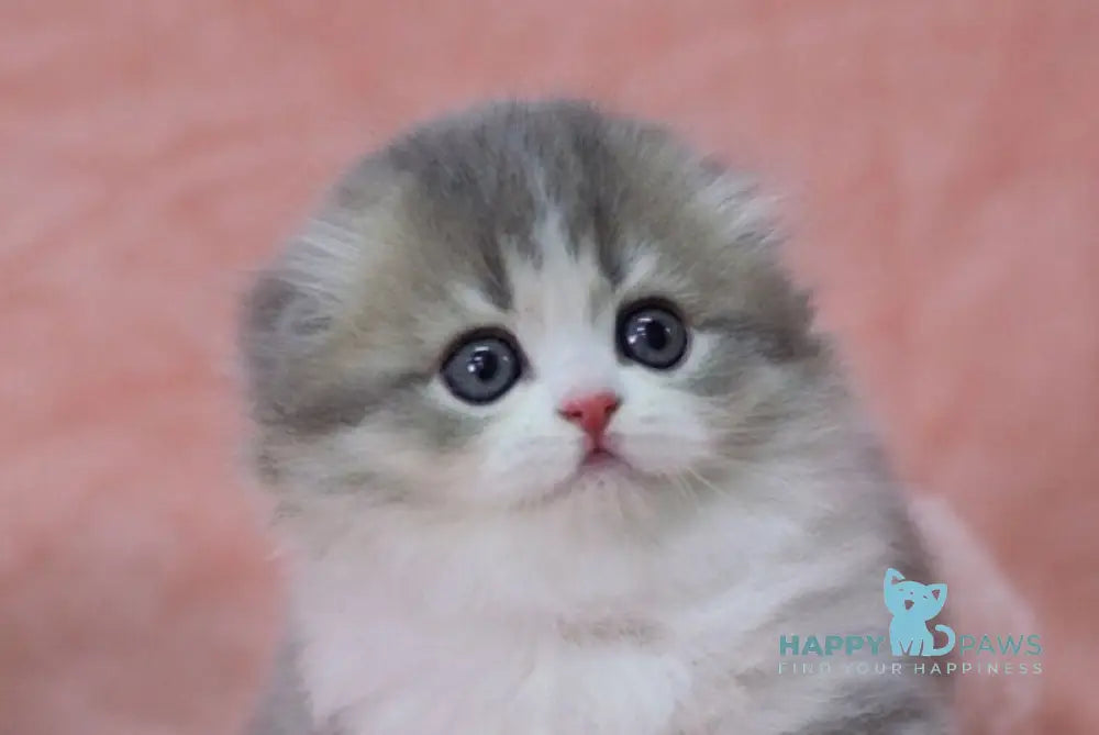Lissy Scottish Fold female blue ticked tabby bicolour live animals